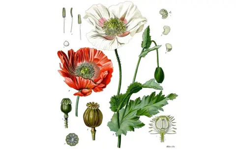 Romani „Srbijo, Bog ti pomogo“ i „Pisma iz Srbije“ predstavljeni u Staroj Pazovi - slika 2